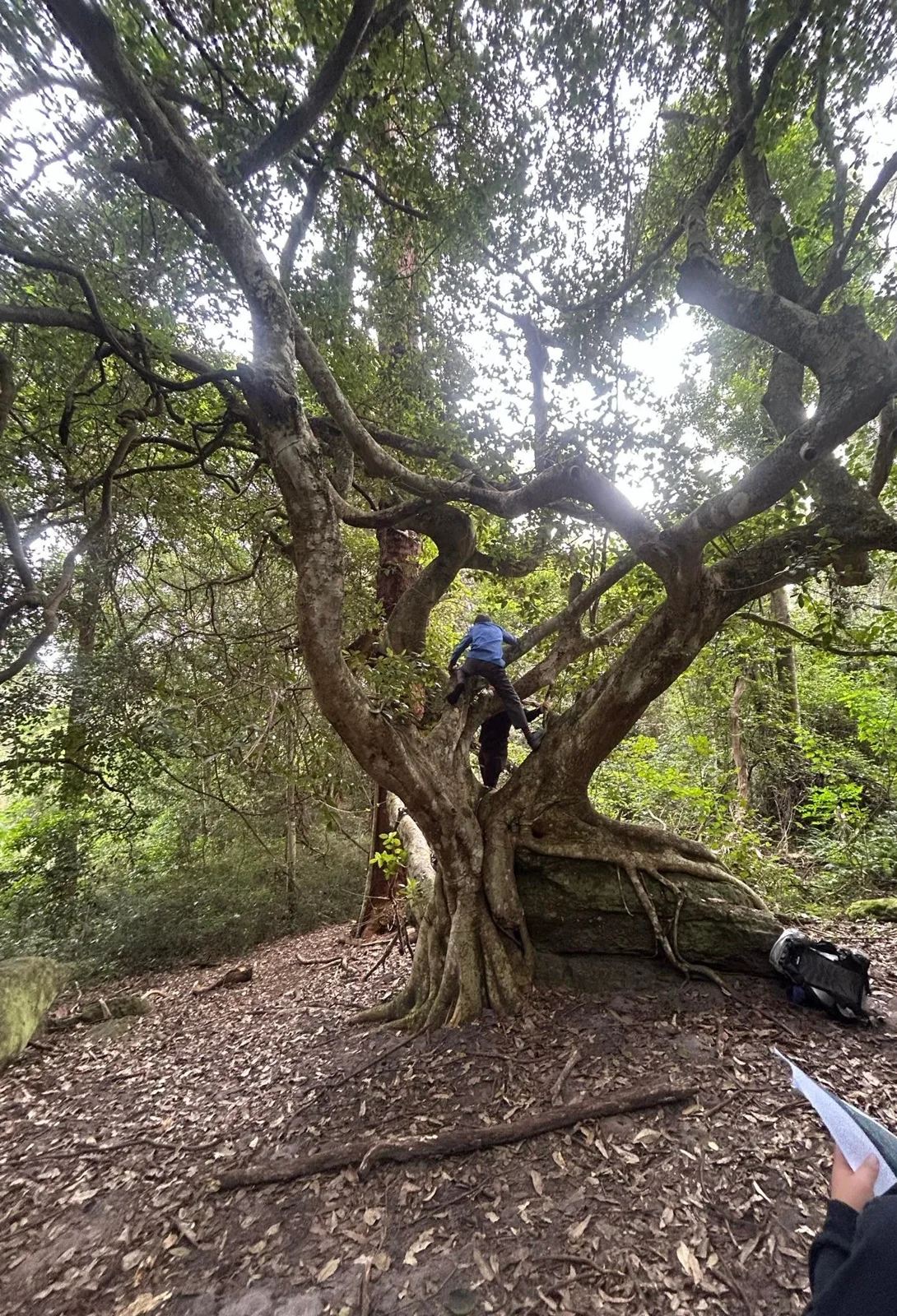 Climbing high with no limits In the freedom of wide-open spaces, every branch conquered builds courage, coordination, and a love for unrestricted adventure